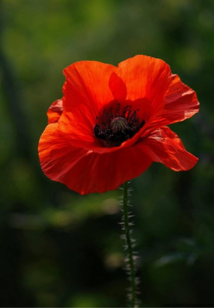 Мак Papaver