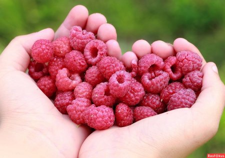 Малина крупная