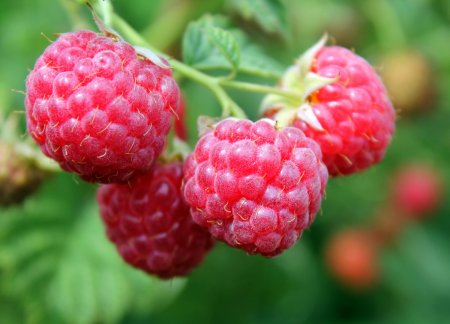 Сорт малины Маргарита