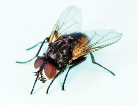 Musca domestica комнатная Муха