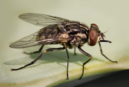 Осенняя жигалка (Stomoxys Calcitrans)