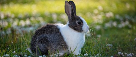 Кролик обои