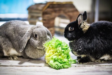 Кролик домашний