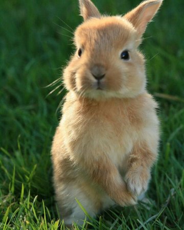 Милые кролики