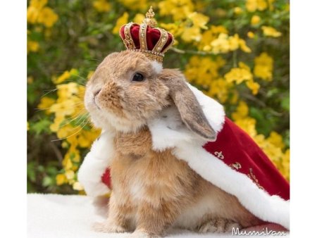 Милые зайчики