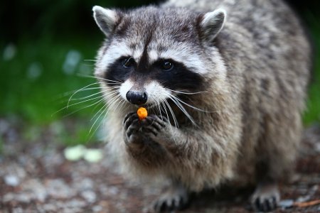 Енот-полоскун (Procyon lotor)