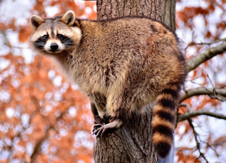 Енот полоскун Северная Америка