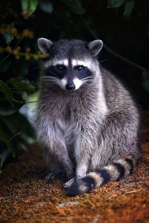 Енот полоскун Северная Америка