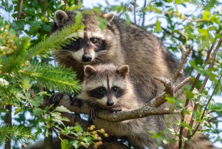 Енот полоскун детеныш