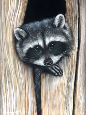 Енот полоскун картина