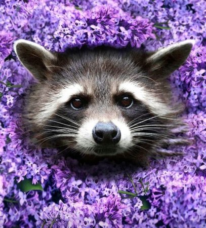 Фиолетовый енот