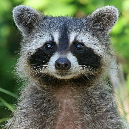 Милые енот полоскун