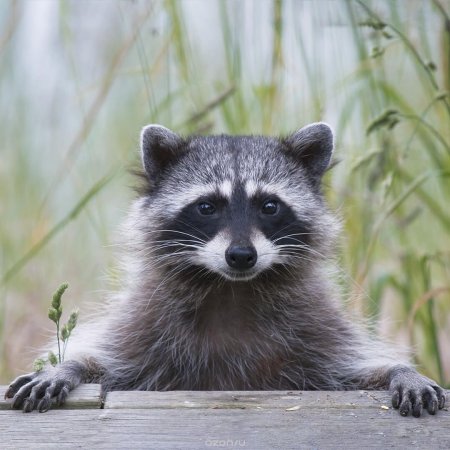 Черный енот полоскун