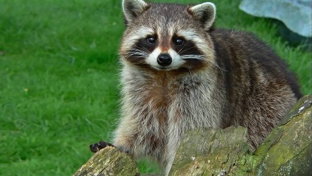 Гваделупский енот