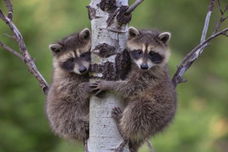 Ареал енота полоскуна