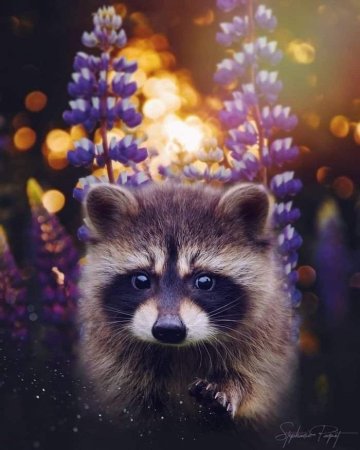 Картина по номерам енот