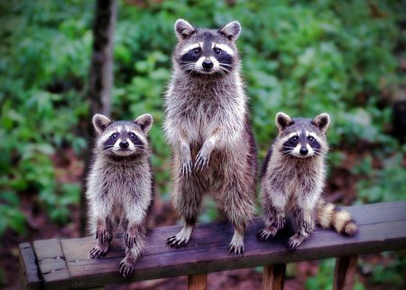 Полоскун енот Енотович