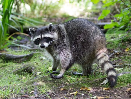 Американский енот полоскун