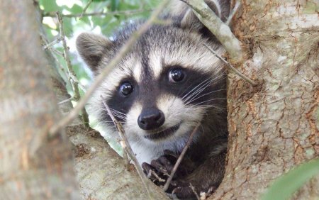 Енот полоскун Северная Америка