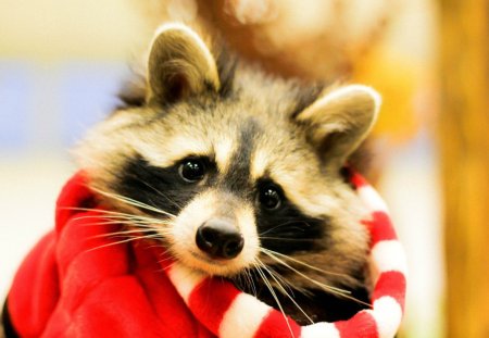 Новогодний енот