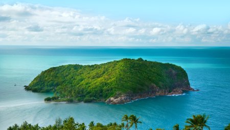 Грин Айлэнд Самоа (Green Island Samoa) роза