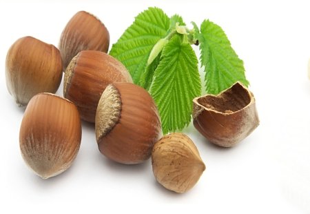 Орех лещина и фундук