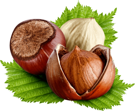 Орех фундук