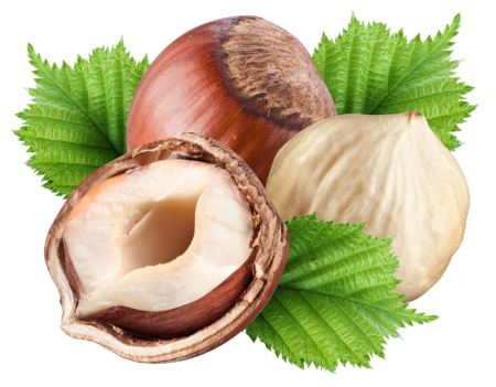 Орех в разрезе