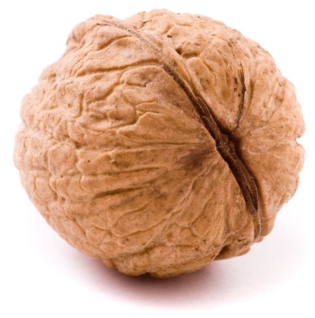 Орех один картинка