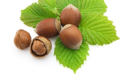 Лещина (орешник, кора), 50гр