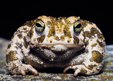 Камышовая жаба