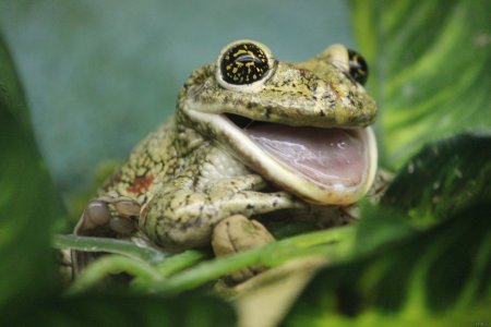 Жаба Рапуха