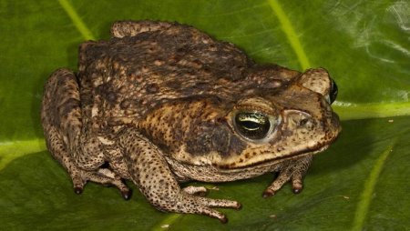 Жаба Bufo superciliaris
