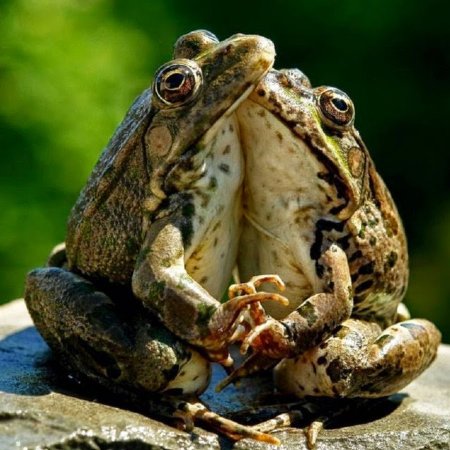 Смешная жаба