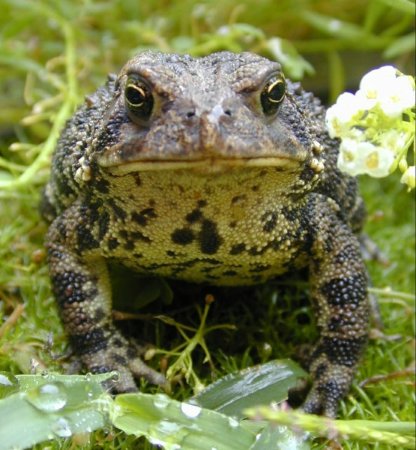 Кавказская жаба Bufo verrucosissimus
