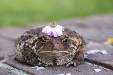 Недовольная жаба