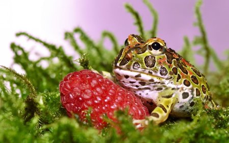 Красивая жаба