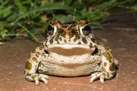 Хоккайдская лягушка