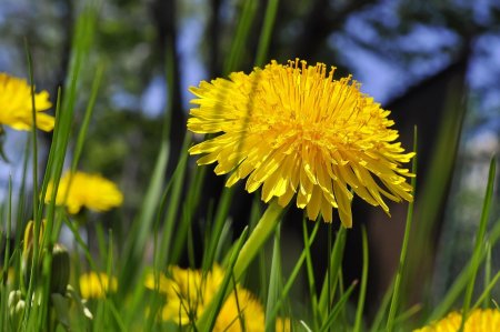 Taraxacum pseudoroseum