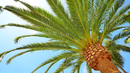 Финиковые пальмы в Перми