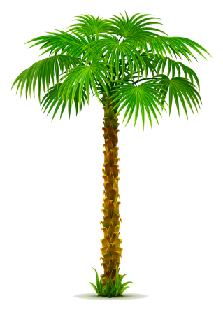 Тропическая Пальма Арека (Arecaceae)