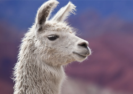 Лама альпака морда