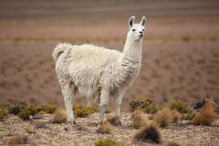 Лама Южная Америка