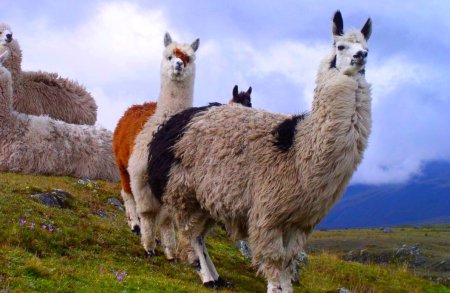 Альпака гуанако Викунья