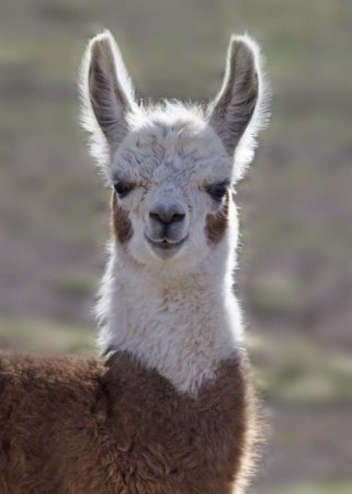 Боливия альпака