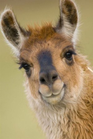 Лама самка