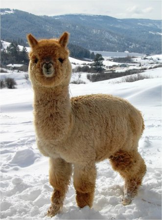 Лама гуанако