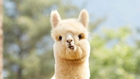 Альпака милая
