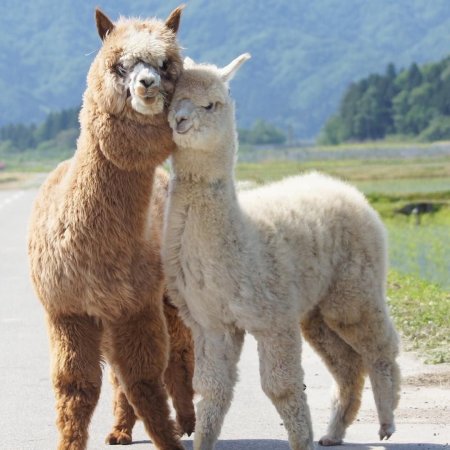 Лама альпака гуанако