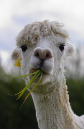 Лама альпака гуанако